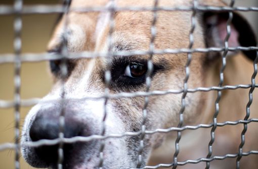 Staffordshire-Terrier-Mischling „Chico“ in einem Gehege im Tierheim Hannover. Foto: dpa