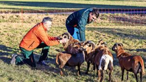 Leben kann  Daniel Vogel (links) nicht von der Schafzucht. Die Zahl der Tiere ist viel zu gering. Aber seine Herde soll noch kräftig wachsen. Foto: Thomas Krämer