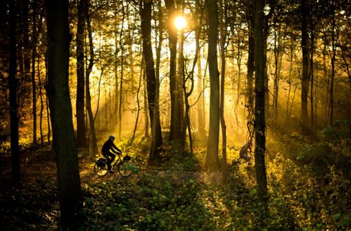 Rücksichtnahme gefordert: Mountainbiker im Stadtwald Foto: dpa/ Julian Strate