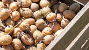 Kein seltener Anblick: Kartoffeln keimen nach einiger Lagerzeit oft. Foto: Yevhen Roshchyn/Shutterstock.com