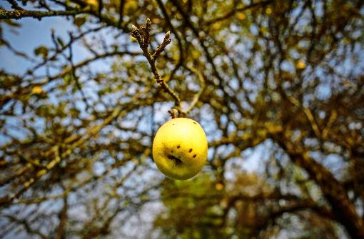 Wie kommt der Apfel eigentlich an den Baum? Foto: Gottfried Stoppel