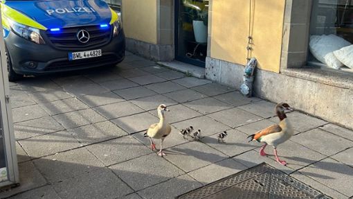 Die süßen Tierchen hatten sich in die Stuttgarter Innenstadt verirrt. Foto: Polizeipräsidium Stuttgart/Instagram