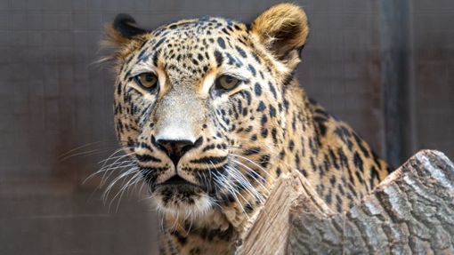 Der persische Leopardenkater Datis hat nun seinen Alterssitz in der Wilhelma bezogen. Foto: Wilhelma Stuttgart