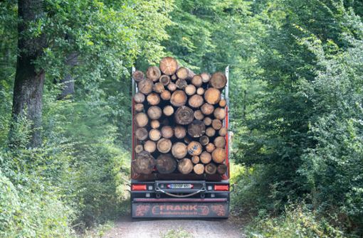 Holztransporte wie dieser sind extrem schwer und beschädigen auf Dauer Straßen. Foto: dpa/Sebastian Gollnow