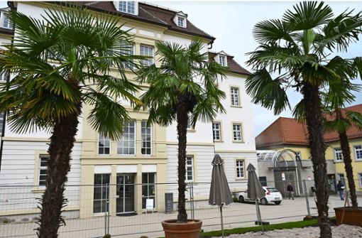 Palmen auf dem Rathaushof in Ludwigsburg: die Aktion geh bis Anfang Oktober. Foto: W. Kuhnle