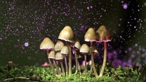 Psychedelische Pilze, so genannte Magic Mushrooms, werden heute in der Therapie eingesetzt. Foto: stock.adobe.com/kichigin19