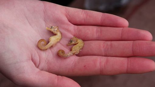 Diese zwei Kurzschnäuzigen Seepferdchen (Hippocampus hippocampus) wurden auf Wangerooge gefunden. Foto: Peter Kuchenbuch-Hanken/dpa