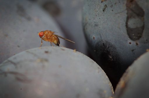 Die Drosophila gilt als eines der am besten erforschten Insekten. Doch den Verantwortlichen im Ostalbklinikum gibt sie Rätsel auf. Foto: dpa/Fredrik von Erichsen