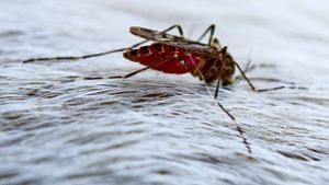 Die ersten Mücken sind bereits unterwegs. Foto: dpa-Zentralbild
