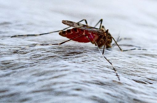 Die ersten Mücken sind bereits unterwegs. Foto: dpa-Zentralbild