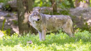 Ein Wolf soll für den Tod eines Kalbs im Schwarzwald verantwortlich sein. (Symbolbild) Foto: imago images/Arnulf Hettrich