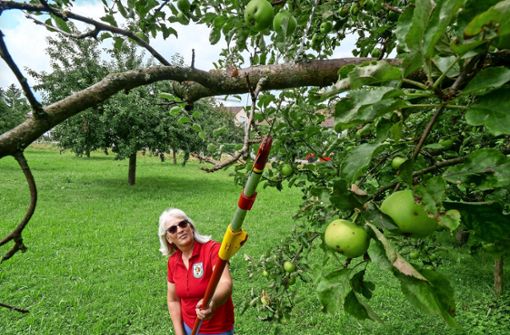 Jutta Ziegler beim Ausputzen eines Apfelbaumes . Foto: Simon Granville