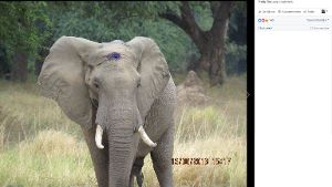 Im Schädel des Elefanten steckte eine Kugel. Foto: Screenshot Facebook/Aware Trust Zimbabwe