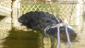 4,7 Meter lang und 600 Kilogramm schwer: Das Riesen-Krokodil, das Wildhüter im Norden Australiens gefangen haben. Foto: dpa