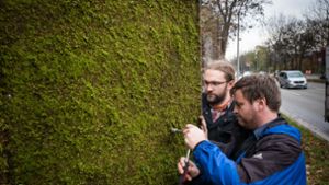 Mitarbeiter der Stadt Stuttgart stellen an der Cannstatter Straße ein erstes Teststück einer Mooswand auf. Foto: Achim Zweygarth/dpa