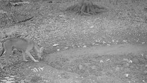 Eine Fotofalle hat einen Wolf bei Römerstein (Kreis Reutlingen) aufgenommen. Foto: privat