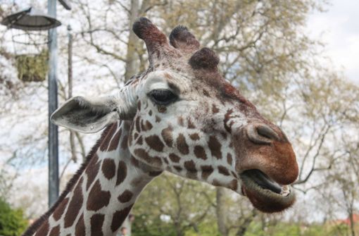 Die Giraffe Kiburi ist im Alter von 15 Jahren gestorben. Foto: Wilhelma Stuttgart