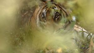 Das entlaufene Tigerweibchen war auf einem Bauernhof entdeckt worden. (Symbolfoto) Foto: IMAGO/imagebroker/IMAGO/imageBROKER/Aditya Singh