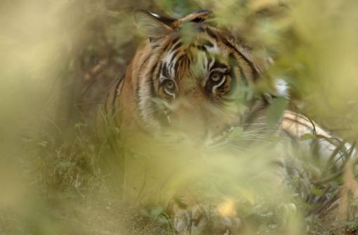 Das entlaufene Tigerweibchen war auf einem Bauernhof entdeckt worden. (Symbolfoto) Foto: IMAGO/imagebroker/IMAGO/imageBROKER/Aditya Singh