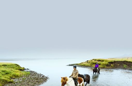 Auch wenn die stämmigen  Islandpferde nicht gerade groß sind: Es sind keine Ponys. Foto: Markus Kirchgessner