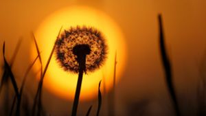 Hinter einer Pusteblume geht am Morgen die Sonne auf. Der Saharastaub in der Luft färbt den Himmel gelblich ein Foto: dpa/Thomas Warnack