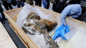 Im Permafrost werden immer wieder Relikte aus Urzeiten gefunden – wie hier ein gut erhaltenes Mammut. Doch welche Krankheitserreger  lauern noch im Eis? Foto: imago/ITAR-TASS