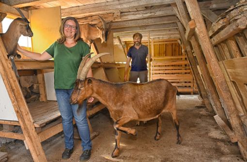 Melita und Albrecht Siegel hatten die Ziegen ursprünglich zur Pflege ihres Gartengrundstücks angeschafft. Foto: Werner Kuhnle