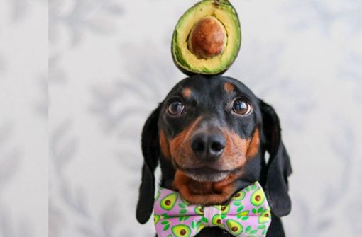 Dackel Harslo mit einer Avocado auf dem Kopf. Foto: glomex/KameraOne