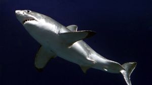 Dieser Hai im Monterey Bay Aquarium in San Fransisco schwimmt ganz normal – sein Verwandter hat mehr drauf. Foto: picture alliance / dpa