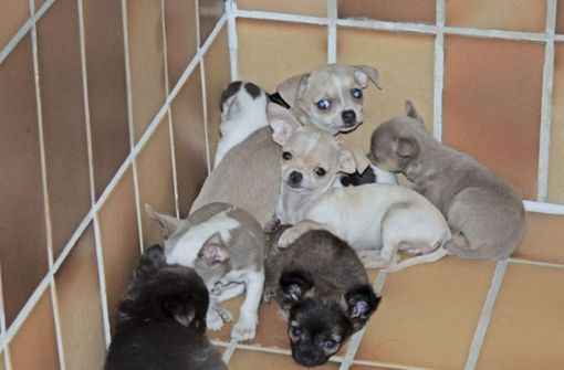 Diese Hundewelpen wurden aus einem Transporter gerettet. Foto: Polizei