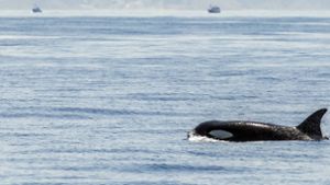 Warum die Schwertwale es auf die Boote abgesehen haben, ist ein Rätsel. Foto: imago/blickwinkel