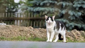 Eine Hauskatze unterwegs im Freien: Gemäß der Katzenschutzverordnung sollte sie kastriert sein. Foto: imago/(Michael Schöne