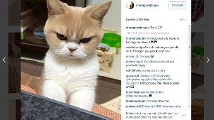 Ist Koyuki die neue Grumpy Cat? Auf Instagram und bei Twitter hat sie jedenfalls schon jede Menge Fans. Foto: Screenshot Instagram / marugaodesuyo