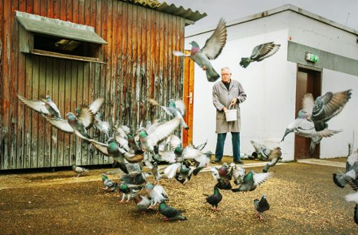 Lieber die Taube in der Hand als ein Taubenproblem in der Stadt:  Horst Müller ist von seiner Methode überzeugt. Foto: Roberto Bulgrin