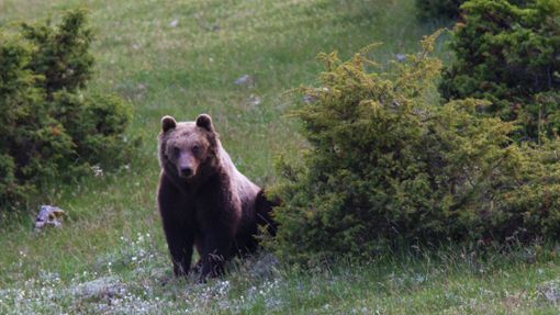 Italien und seine Bären – eine schwierige Beziehung Foto: imago// D Amicis