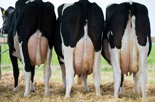 Die Zahl der Landwirte, die auf Milchkühe setzen, ist in den letzten Jahren stark zurückgegangen. Foto: dpa