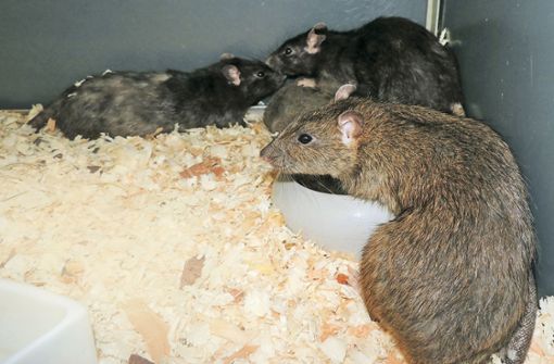 Ratten leben in Gruppen. Wer Männchen und Weibchen als Paar halten will, sollte das Männchen kastrieren lassen. Pro Wurf bekommt ein Weibchen bis zu zehn Jungtiere.  Foto: Tierheim Stuttgart