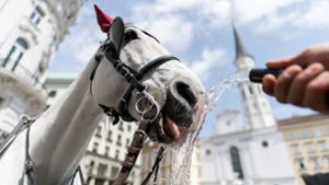 Die Fiaker-Pferde gehören zum Wiener Stadtbild. Foto: dpa