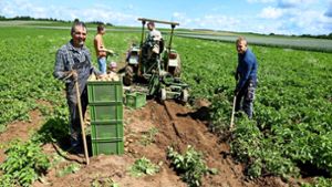 Die Kartoffelsaison hat für Friedhard Bühler (links) und seine Helfer auf dem Feld bei Murr begonnen. Foto: Werner Kuhnle