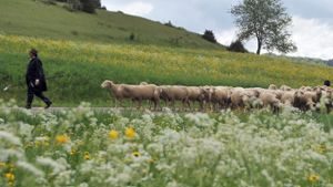 Die Schafe sind fast ein Symbol des Biosphärengebiets: Sie gelten als Beispiel dafür, wie sich Naturschutz, Bewahrung von Tradition und nachhaltige Ökonomie verbinden lassen. Foto: dpa