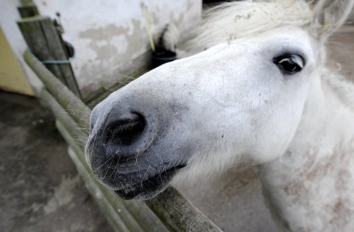 Durch falsches Futter können Ponys Verdauungsprobleme bekommen. Foto: ddp