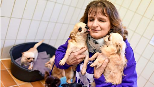 Im  Januar nahm Marion Wünn 68 beschlagnahmte Chihuahuas auf. Noch sind nicht alle vermittelt. Foto: Lichtgut/Max Kovalenko