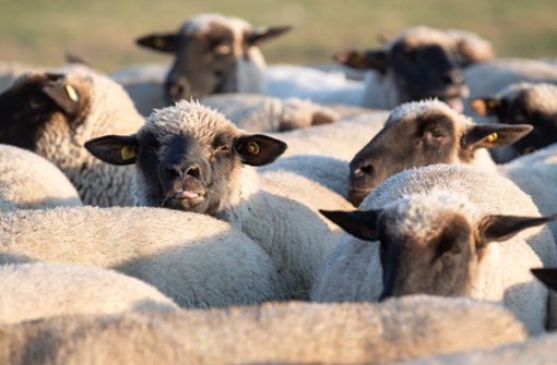 Acht Schafe wurden bei der Aktion getötet, einige Tiere sind aus dem Gehege geflüchtet. Foto: dpa