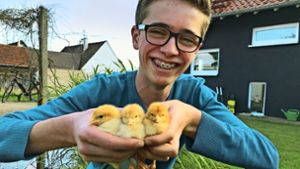 Der 16-jährige Nico Fritz hat große Freude an der Aufzucht der erst wenige Tage alten Küken. Foto: Oliver von Schaewen