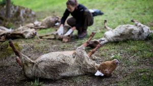 Mehr als 40 Schafe hat ein Wolf getötet. Bad Wildbad ist damit „Wolfsgebiet“. Foto: dpa