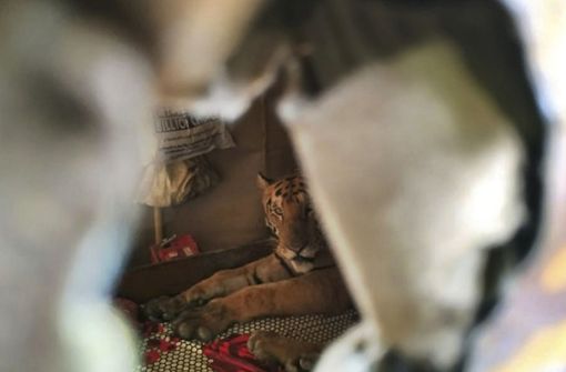 Der Fotograf hat sich naheliegenderweise nicht näher an den Tiger herangetraut. Foto: AP/Samshul Ali