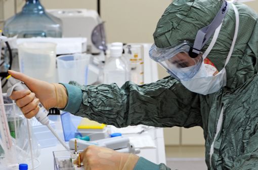 Wissenschaftler aus China haben ein neues Schweinegrippe-Virus identifiziert, von dem in Zukunft die Gefahr einer weiteren Pandemie ausgehen könnte (Symbolfoto). Foto: picture-alliance/ dpa/Ralf Hirschberger
