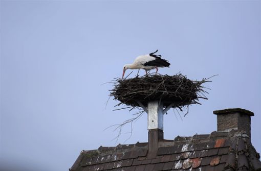 Der Weiler Storch beim Ausbessern seines Wohnzimmers Foto: /Annette Frühauf