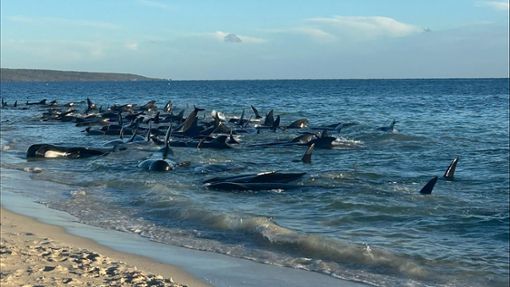 An einem Strand an der australischen Westküste sind mehr als 160 Grindwale gestrandet (Archivfoto). Foto: dpa/Supplied