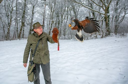 Der Falkner Wolfgang Weller  lässt den Vogel auf seinem Falknerhandschuh landen. Foto: Roberto Bulgrin
